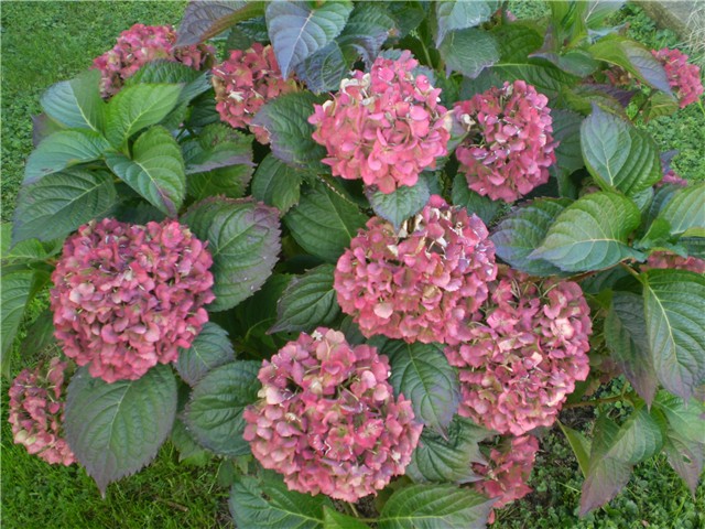 hortenzija